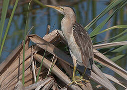 Little Bittern