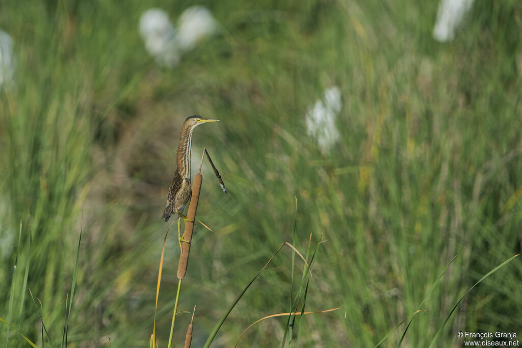 Little Bittern