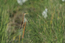 Little Bittern