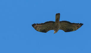 European Honey Buzzard