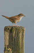 Cetti's Warbler