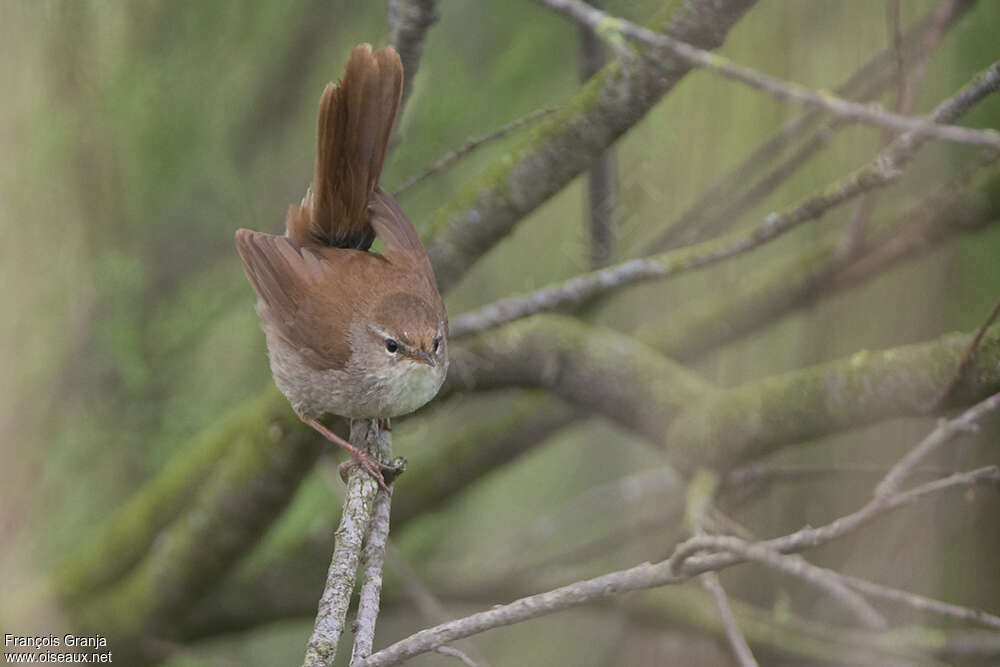 Cetti's Warbleradult, camouflage, Behaviour