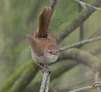 Cetti's Warbler