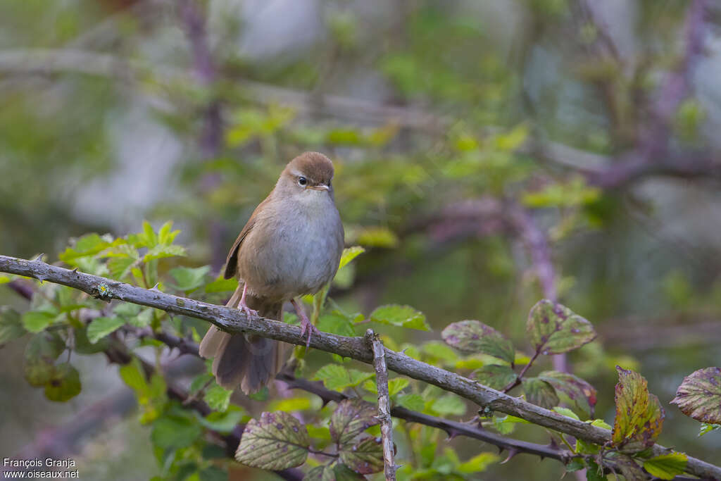 Cetti's Warbleradult, habitat, pigmentation