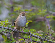 Cetti's Warbler