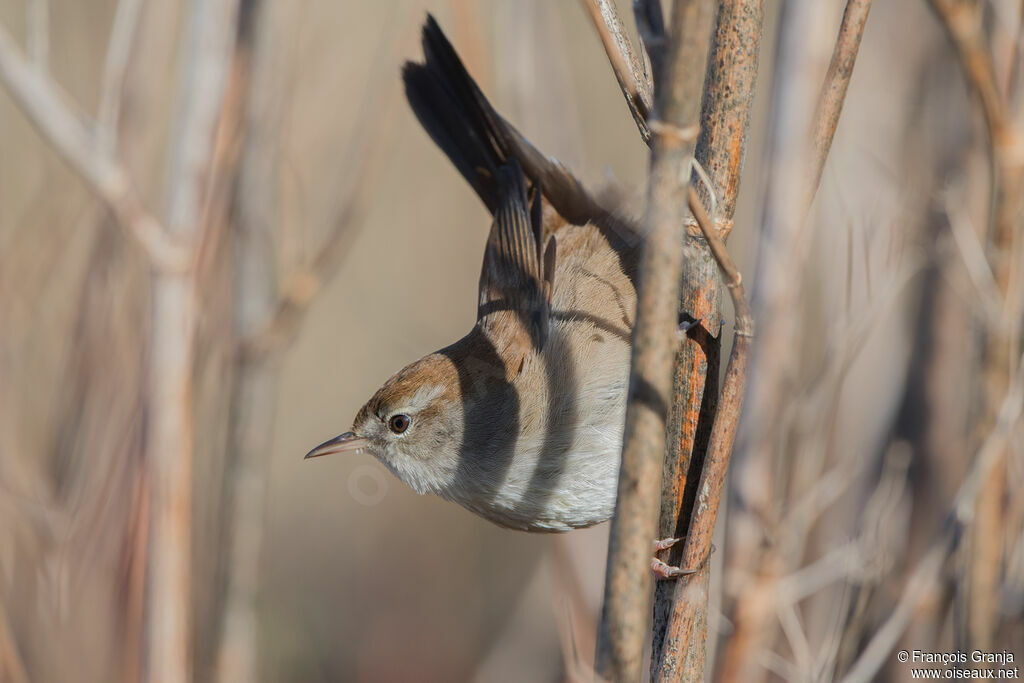 Cetti's Warbler