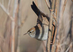 Cetti's Warbler