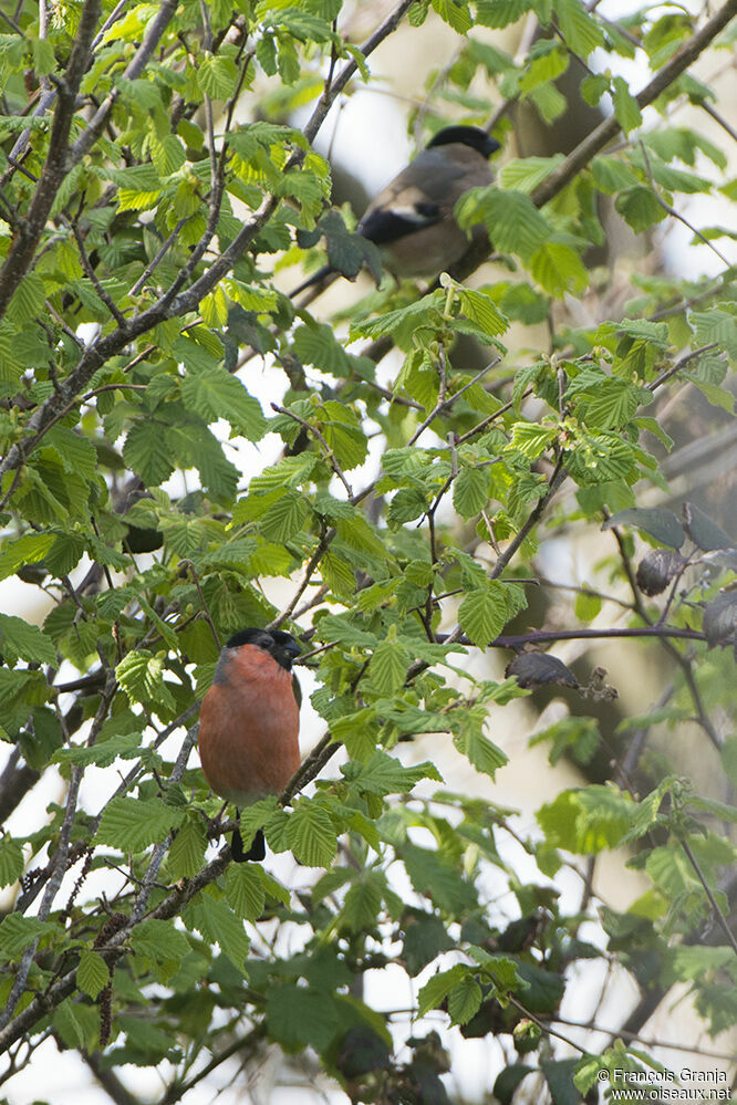 Eurasian Bullfinch 