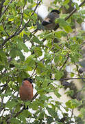 Eurasian Bullfinch