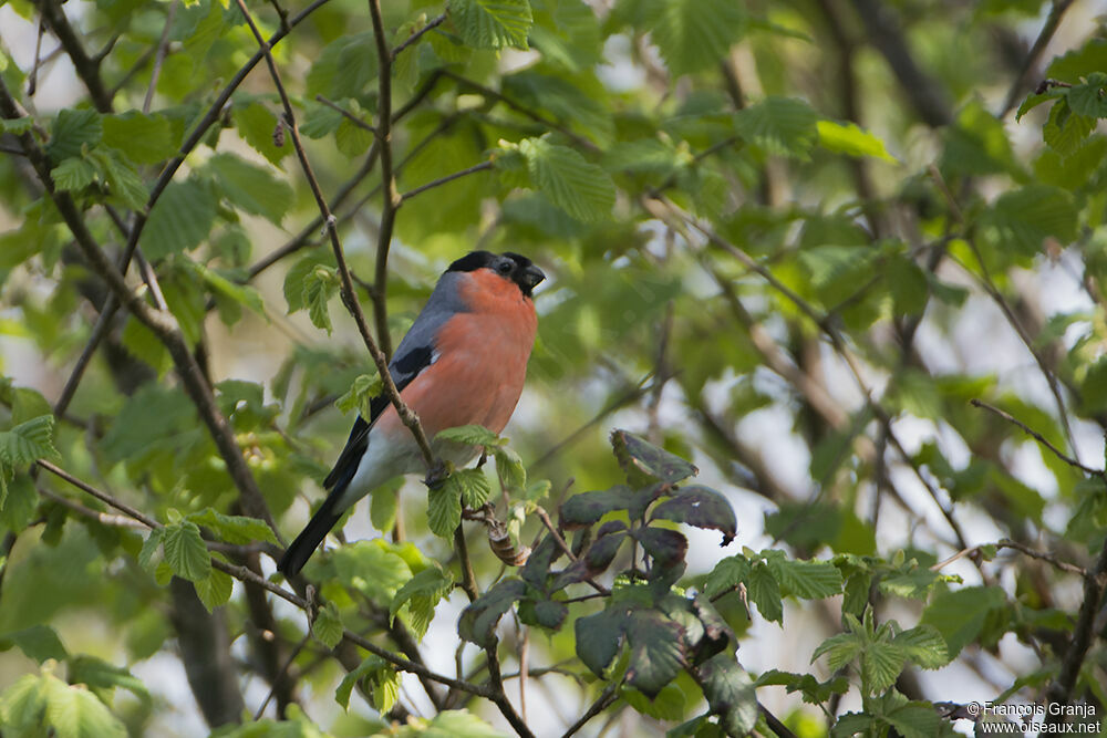 Eurasian Bullfinch male adult