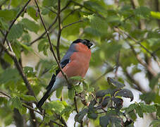 Eurasian Bullfinch