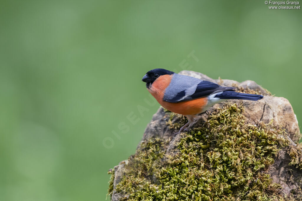 Eurasian Bullfinch