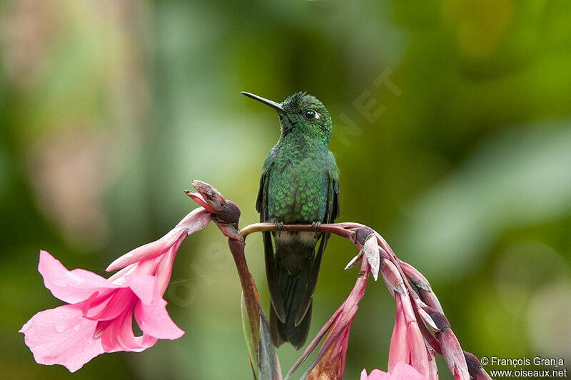 Green-crowned Brilliantadult