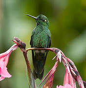 Green-crowned Brilliant