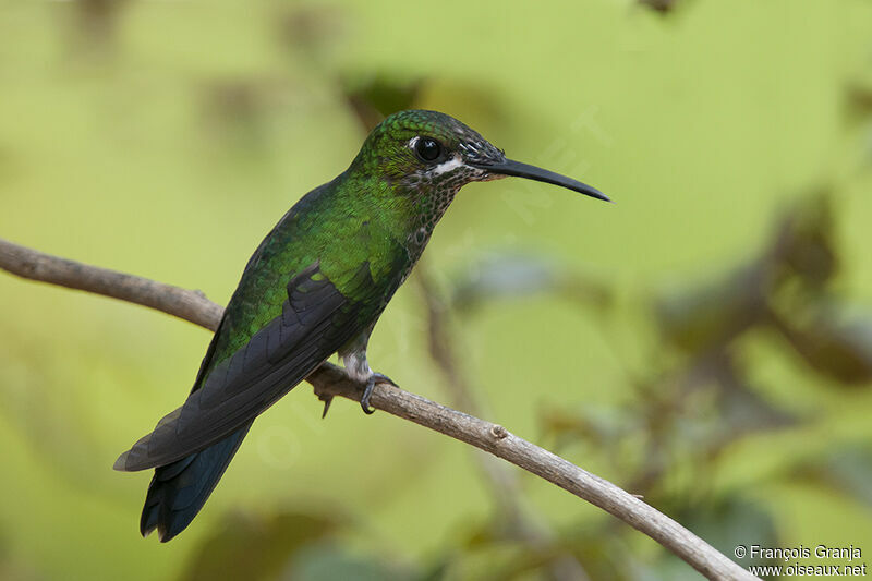 Green-crowned Brilliantadult