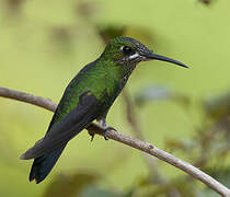 Green-crowned Brilliant