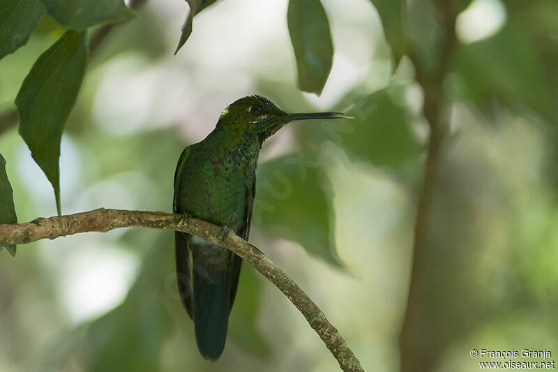 Green-crowned Brilliantadult