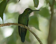 Green-crowned Brilliant