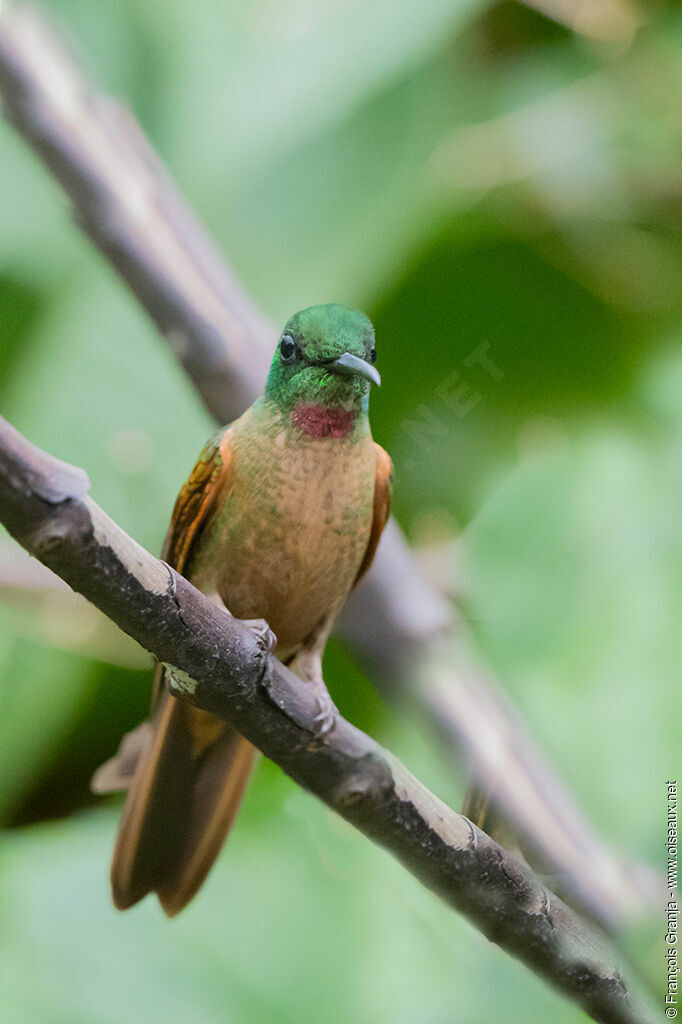 Fawn-breasted Brilliant