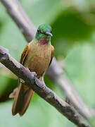 Fawn-breasted Brilliant