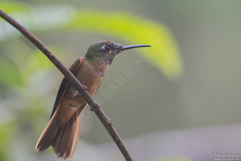 Fawn-breasted Brilliant