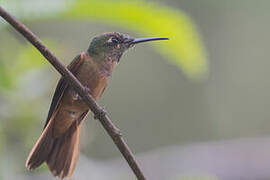 Fawn-breasted Brilliant