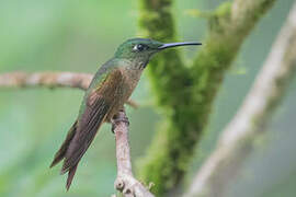 Fawn-breasted Brilliant