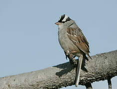 White-crowned Sparrow