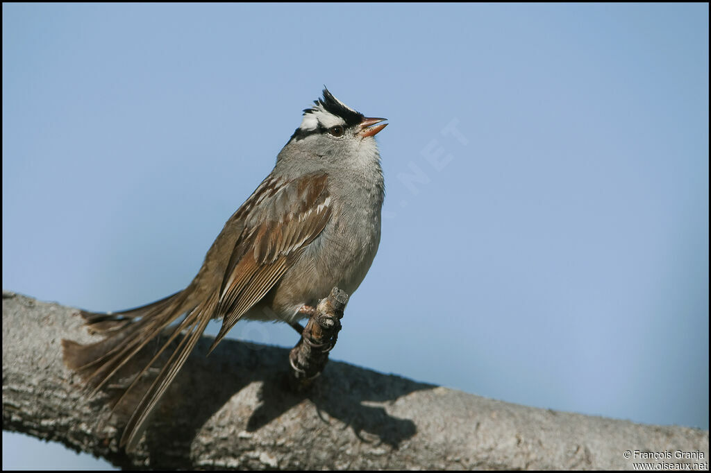 White-crowned Sparrowadult