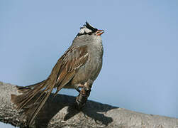 White-crowned Sparrow