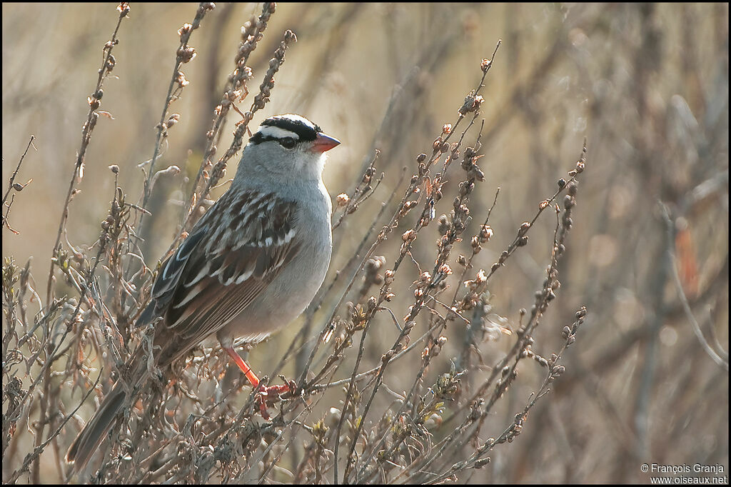 White-crowned Sparrowadult