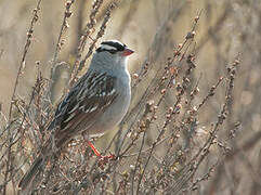 White-crowned Sparrow