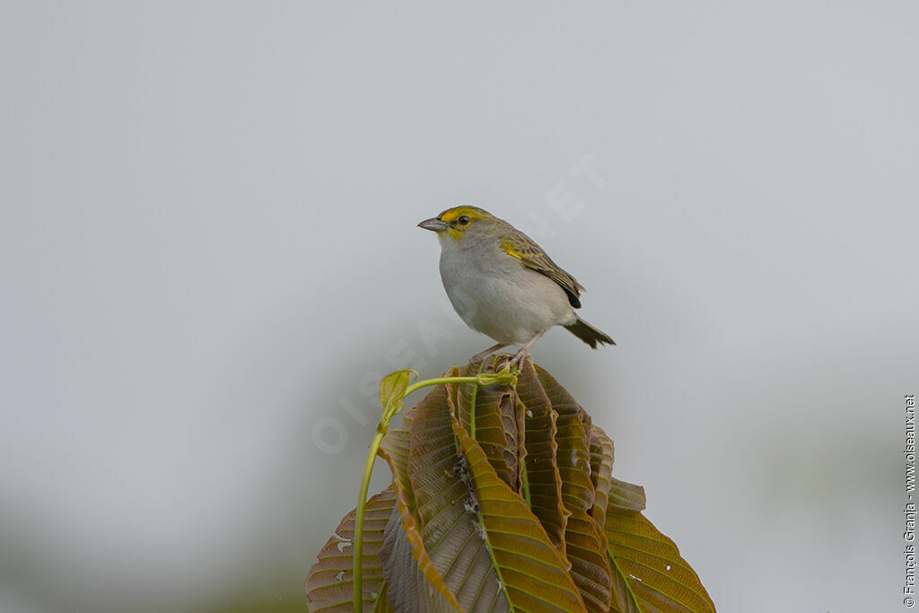 Bruant à front d'or