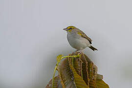 Yellow-browed Sparrow