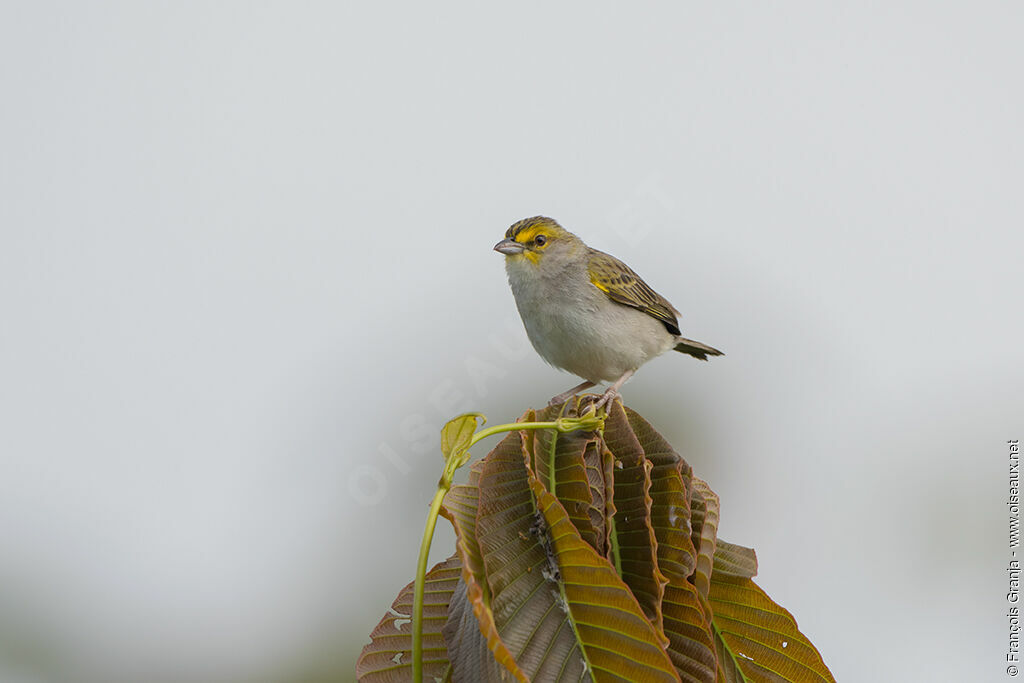 Bruant à front d'or