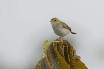 Bruant à front d'or