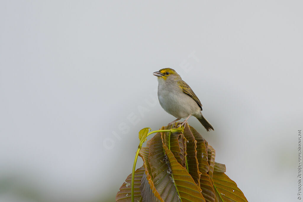 Bruant à front d'or