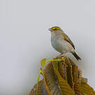 Bruant à front d'or