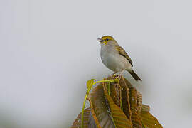 Yellow-browed Sparrow