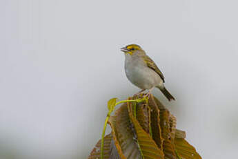 Bruant à front d'or