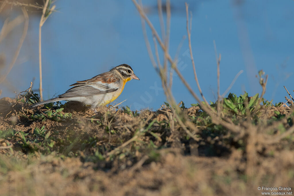 Bruant à poitrine dorée