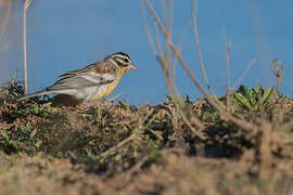 Golden-breasted Bunting