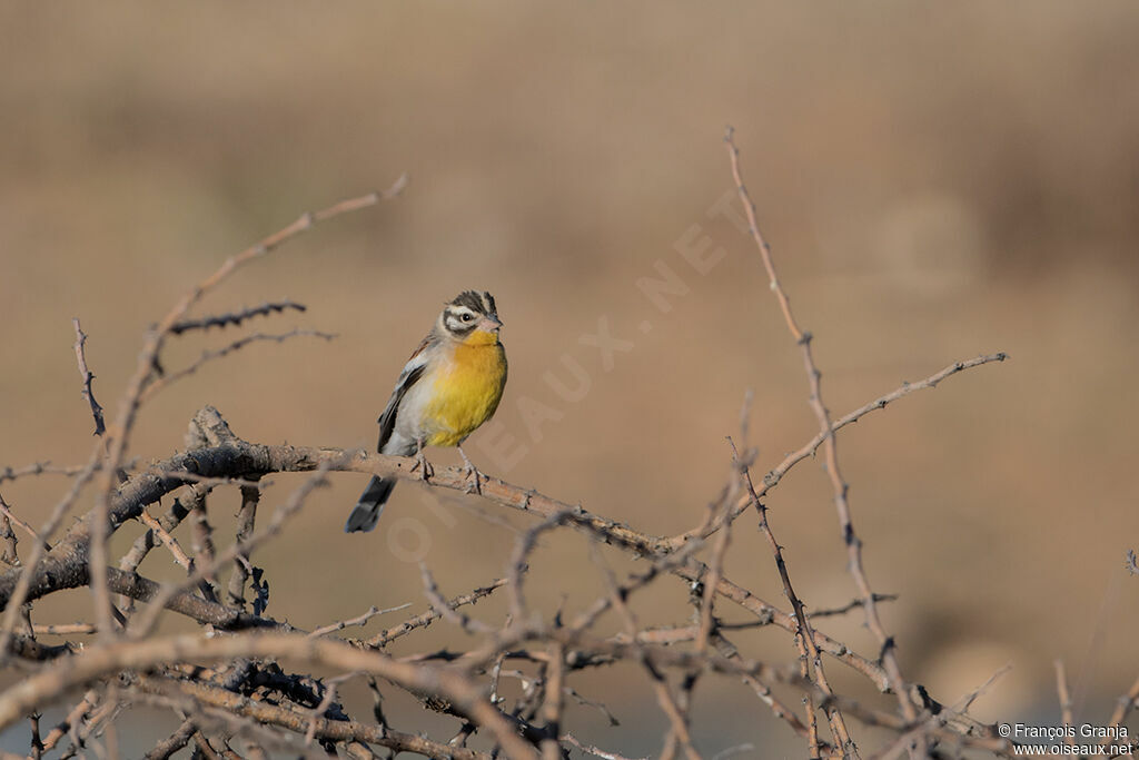 Bruant à poitrine dorée