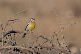 Golden-breasted Bunting