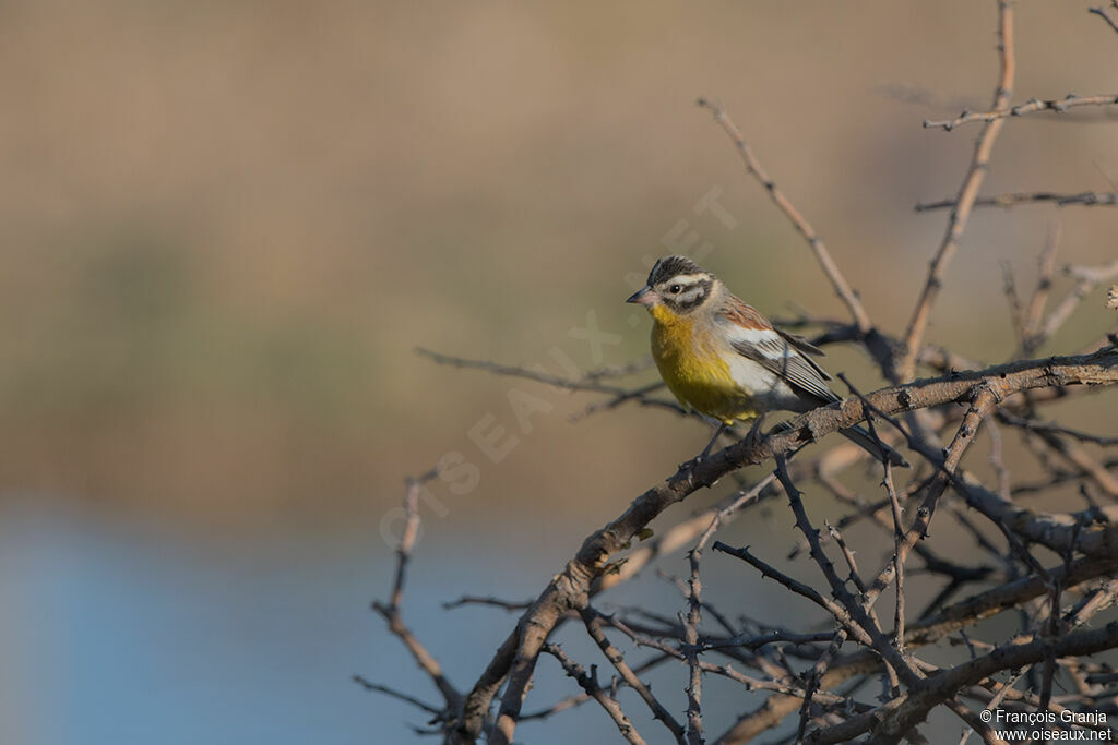 Bruant à poitrine dorée