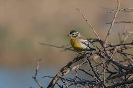 Golden-breasted Bunting