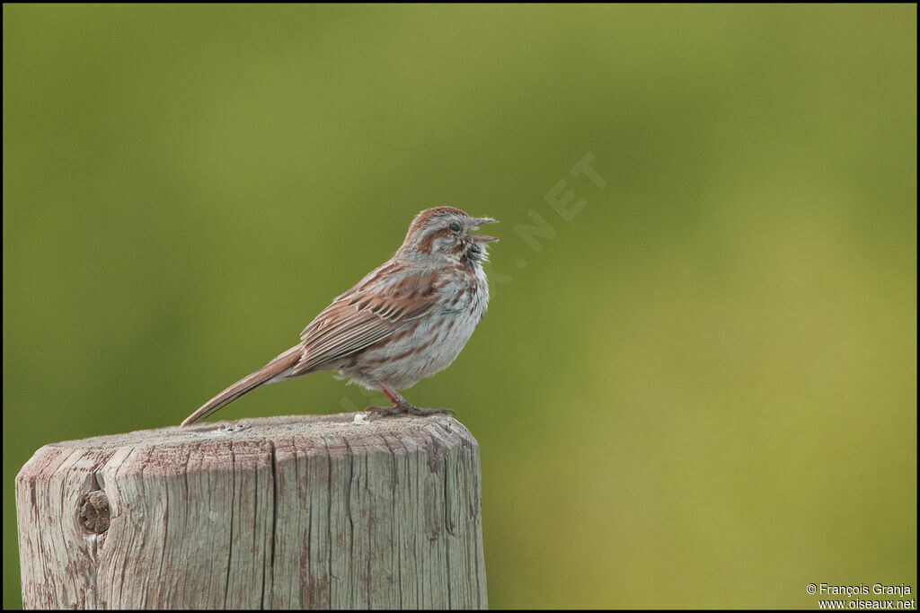 Song Sparrowadult