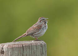 Song Sparrow