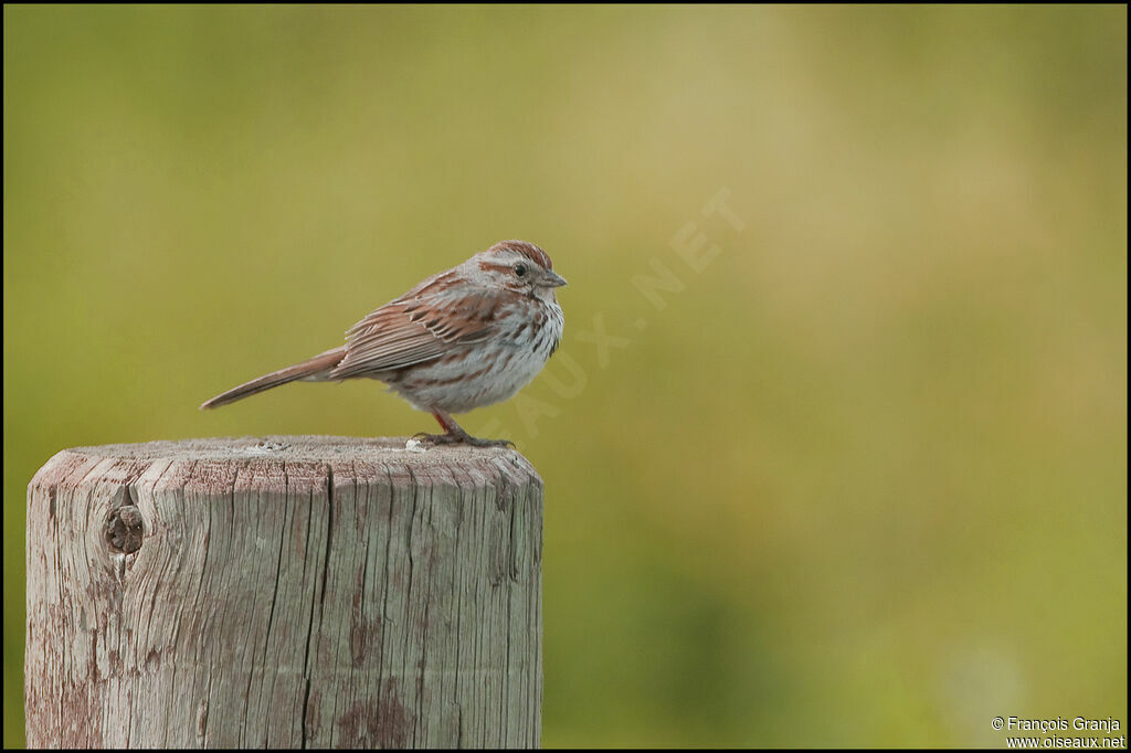 Song Sparrowadult