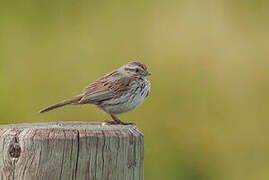 Song Sparrow